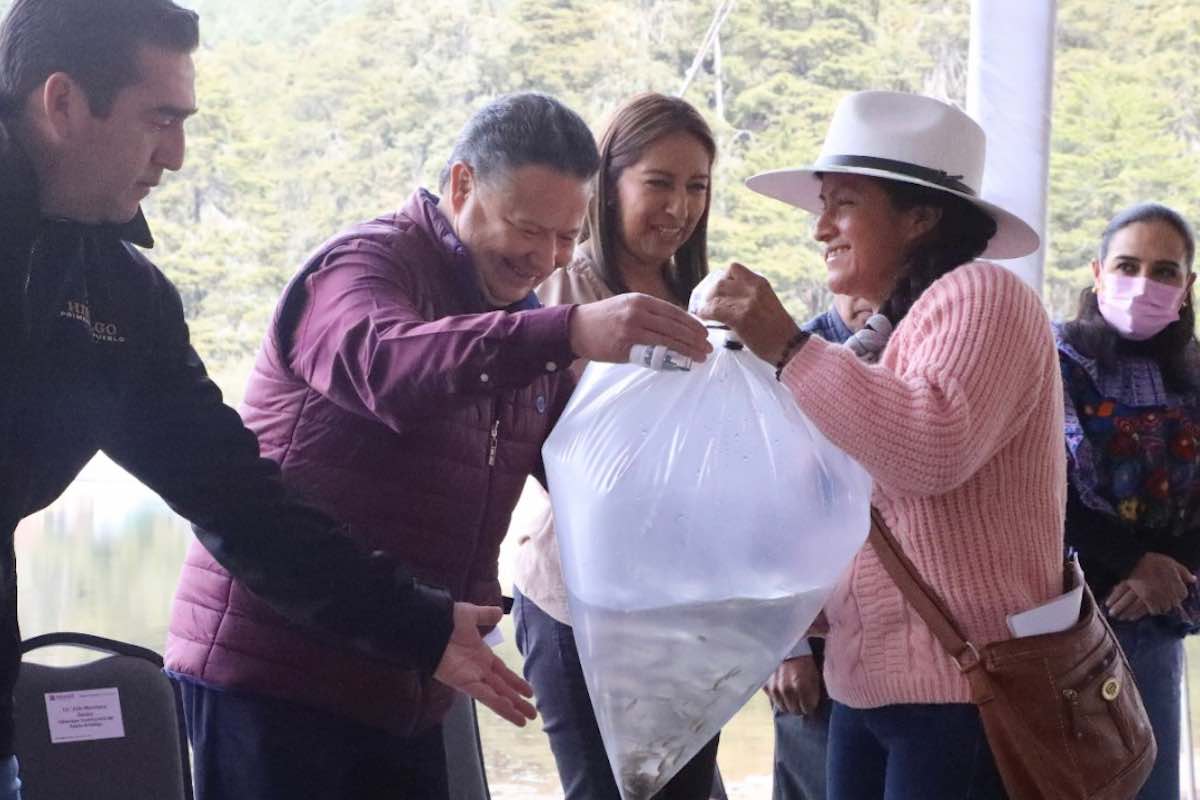 Acuicultores de Hidalgo reciben 300 mil crías de tilapia carpa y trucha