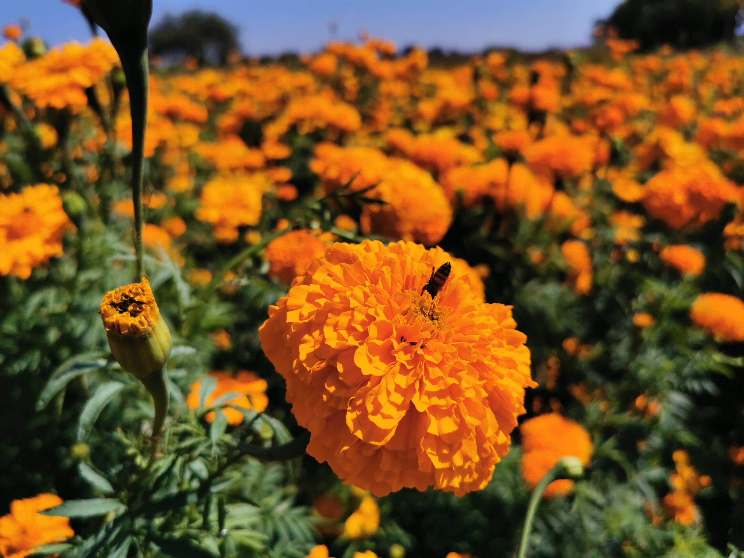 Flores de cempasúchil a un click - Aires de Hidalgo