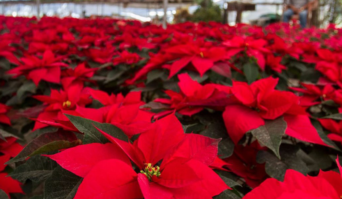 Flor de Nochebuena: una oportunidad para los empresarios y productores esta  época decembrina - Aires de Hidalgo