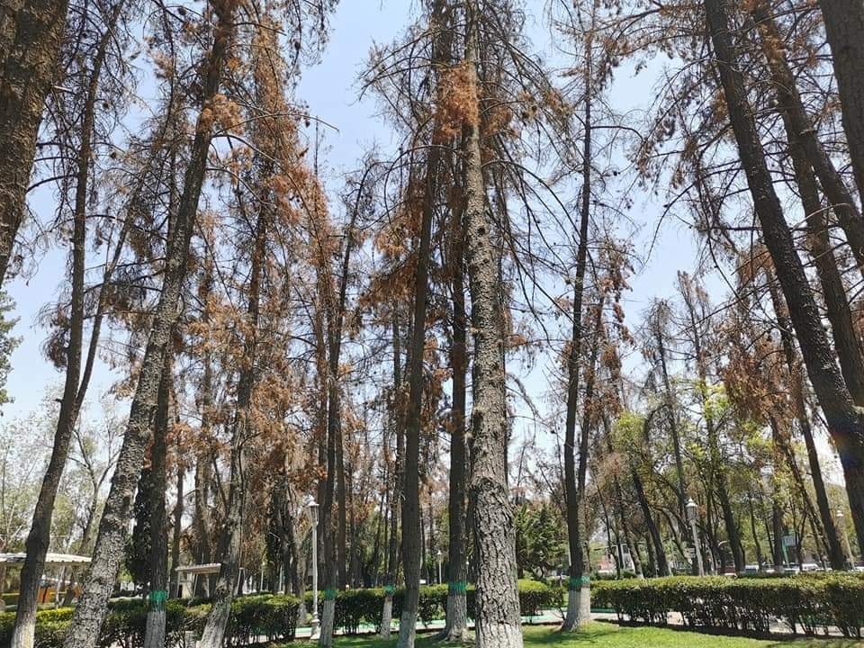 Árboles plaza Juárez