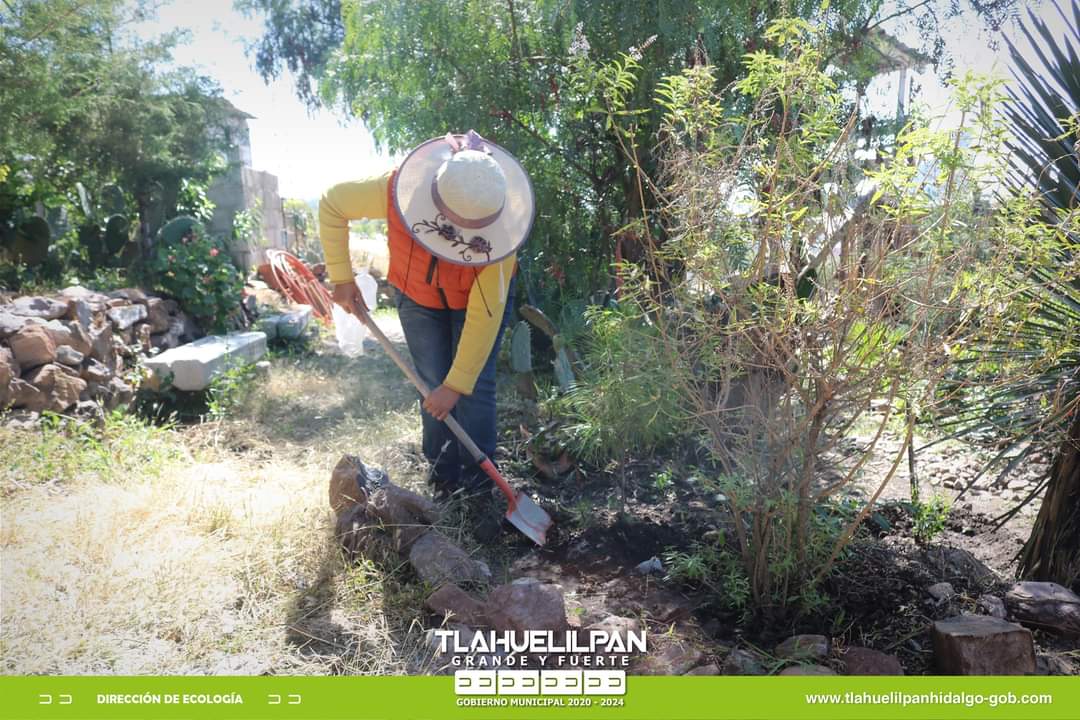 Reforestan la colonia El Cerro de Gómez con árboles de piñón y retiran heno motita
