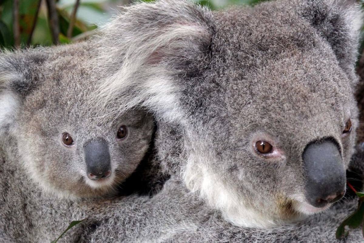 koalas-peligro-de-extincion-australia-enfermedades-habitat