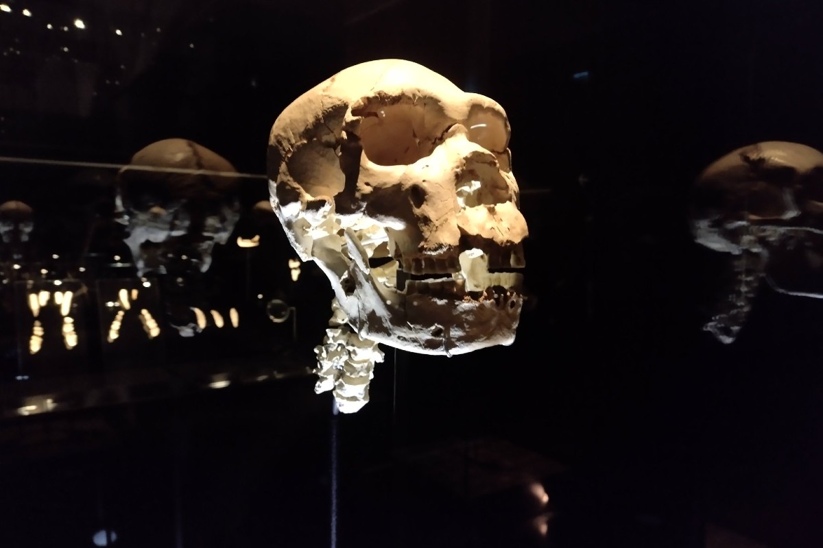 miguelon-craneo-fosil-cuello-museo-evolucion-humana