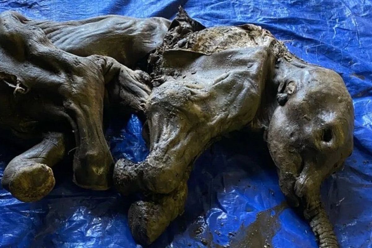 mamut-cria-fosil-canada