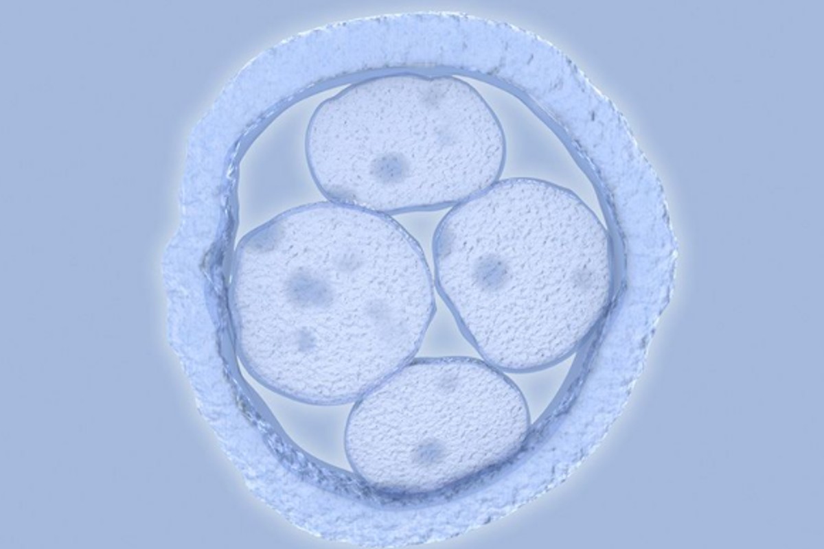 embriones-tecnologia-sinteticos-cientificos