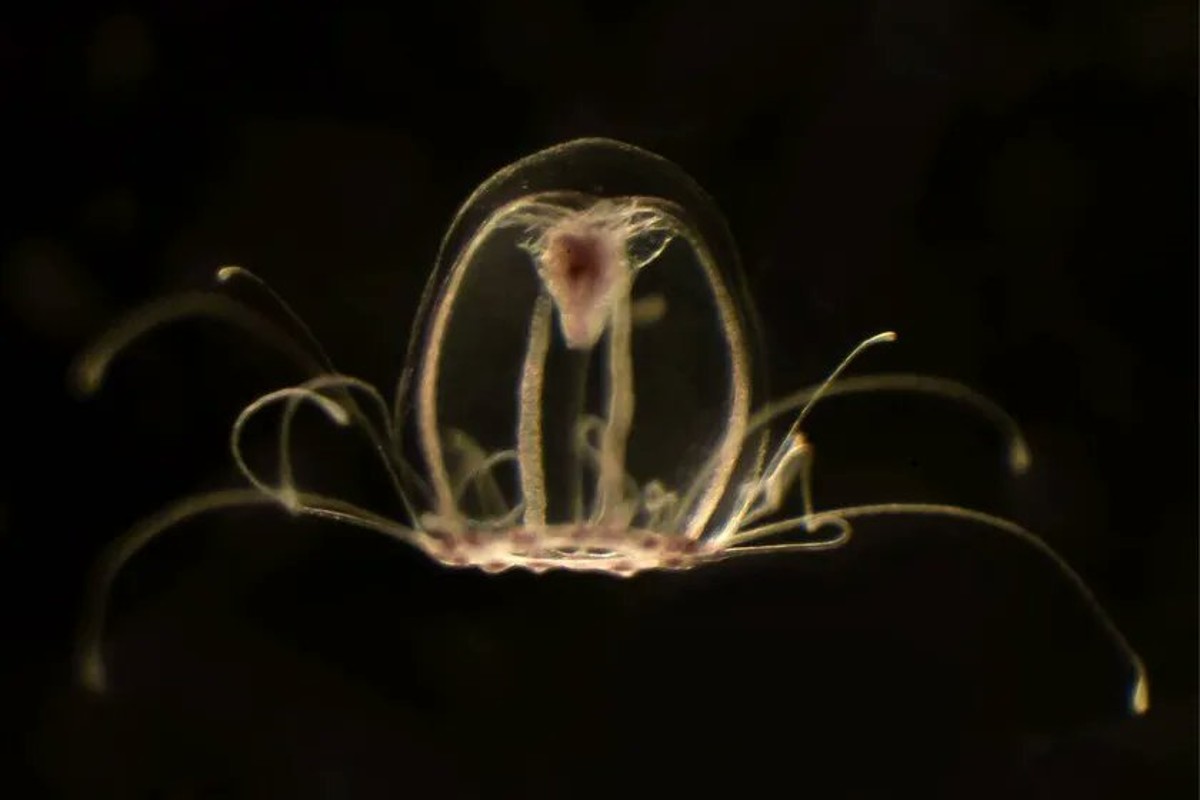 medusa-rejuvenecimiento-inmortales-humanos