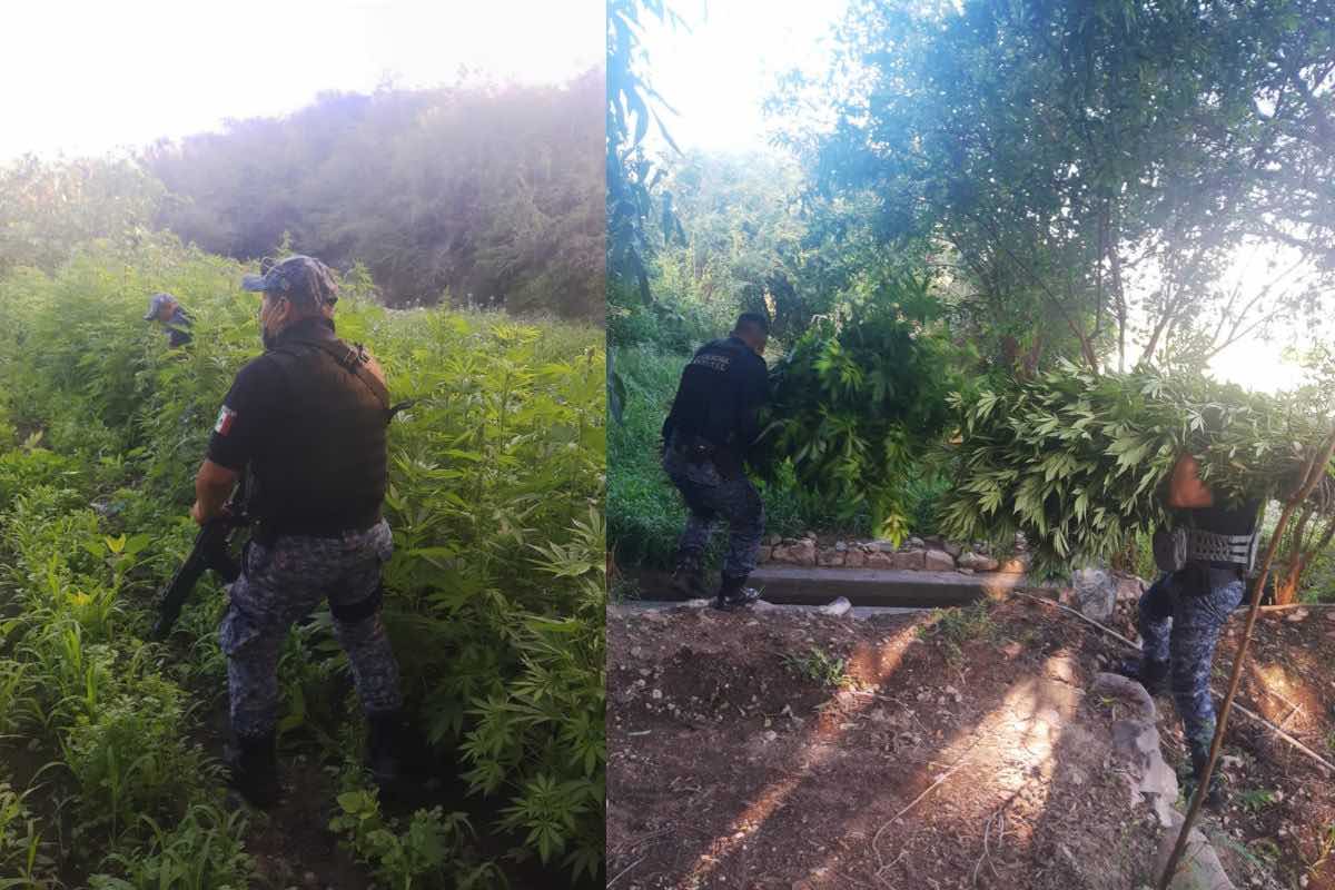 ssph-incautaron-sembradio-marihuana-mezquital