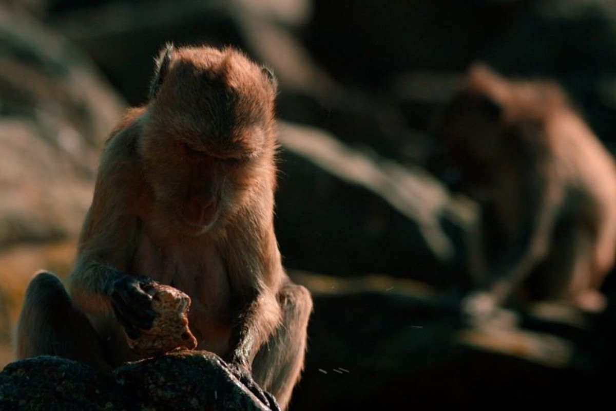 virus-monos-ebola-seres-humanos 1