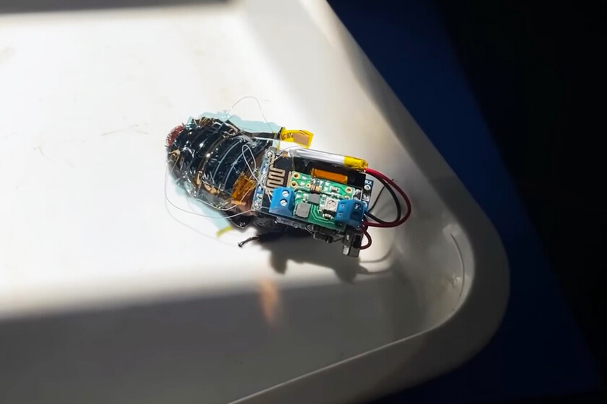 cucarachas-cyborg-investigadores-insectos