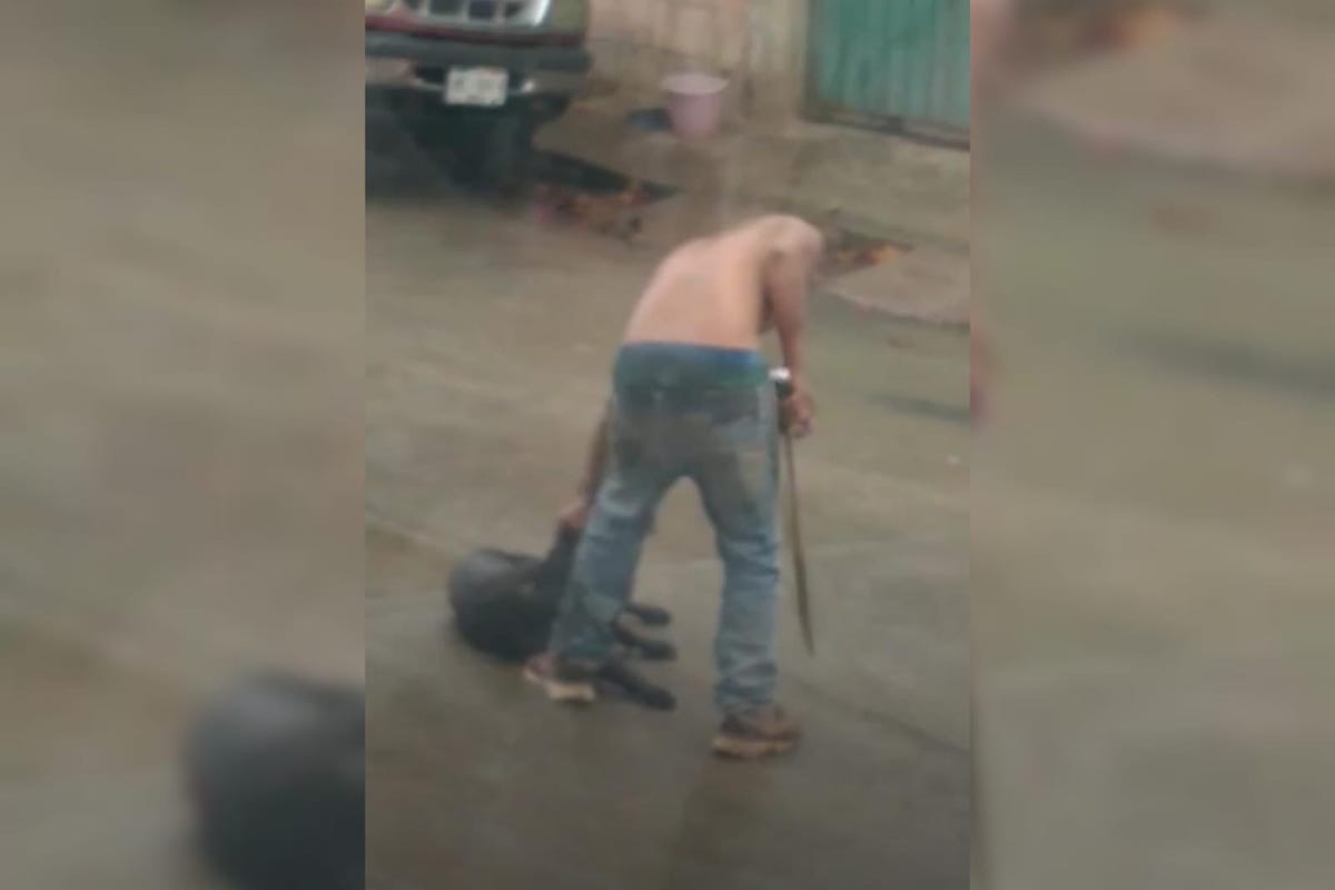 denuncian-maltrato-animal-via-publica-tulancingo
