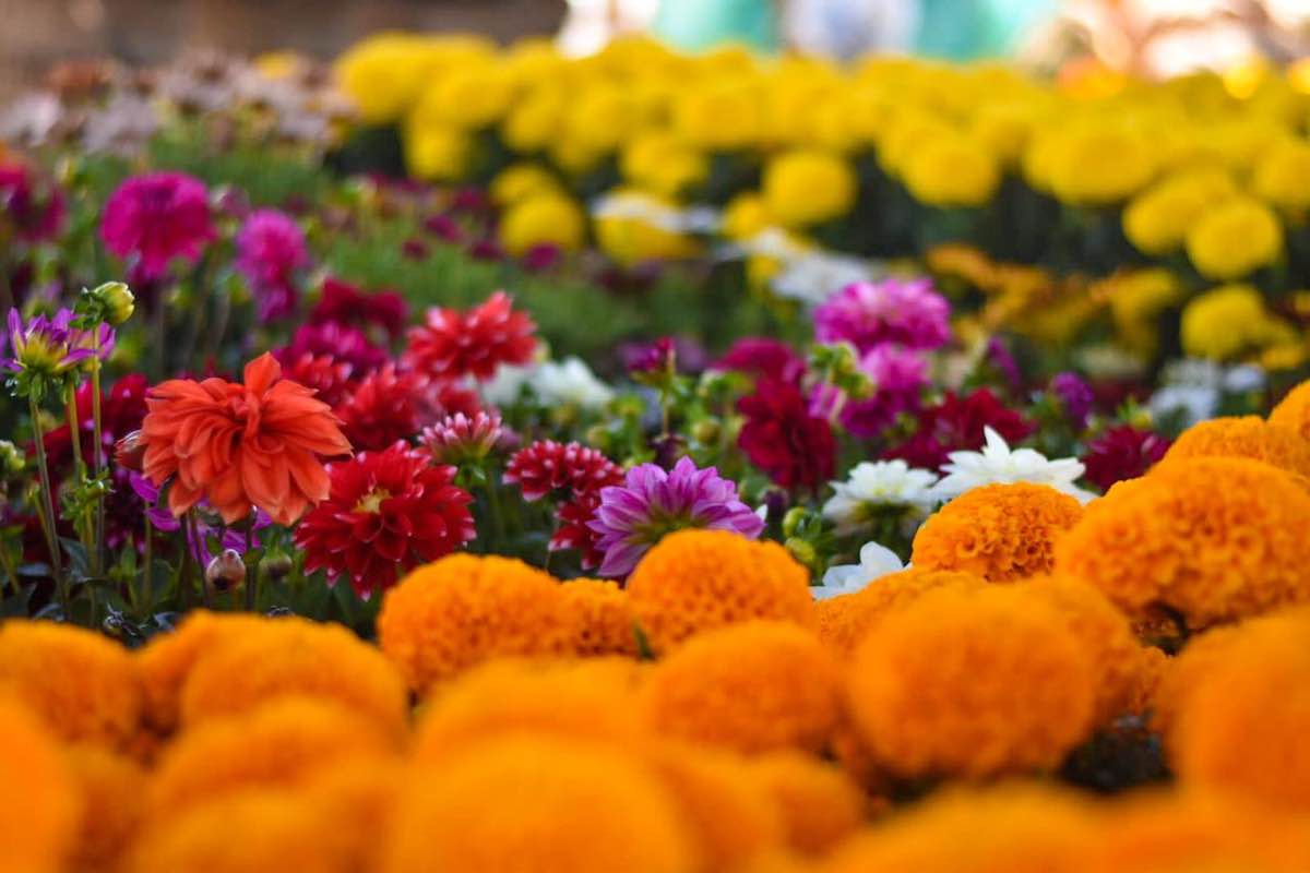 primer-festival-flor-exito-dia-de-muertos