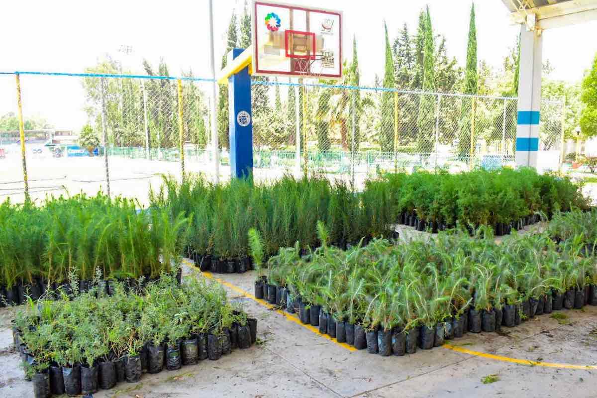 tula-prepara-jornada-reforestacion-ambiental