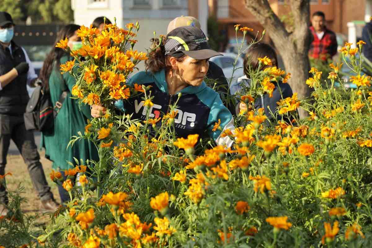 cosecha-flor-cempasuchil-pachuca-sergio-baños