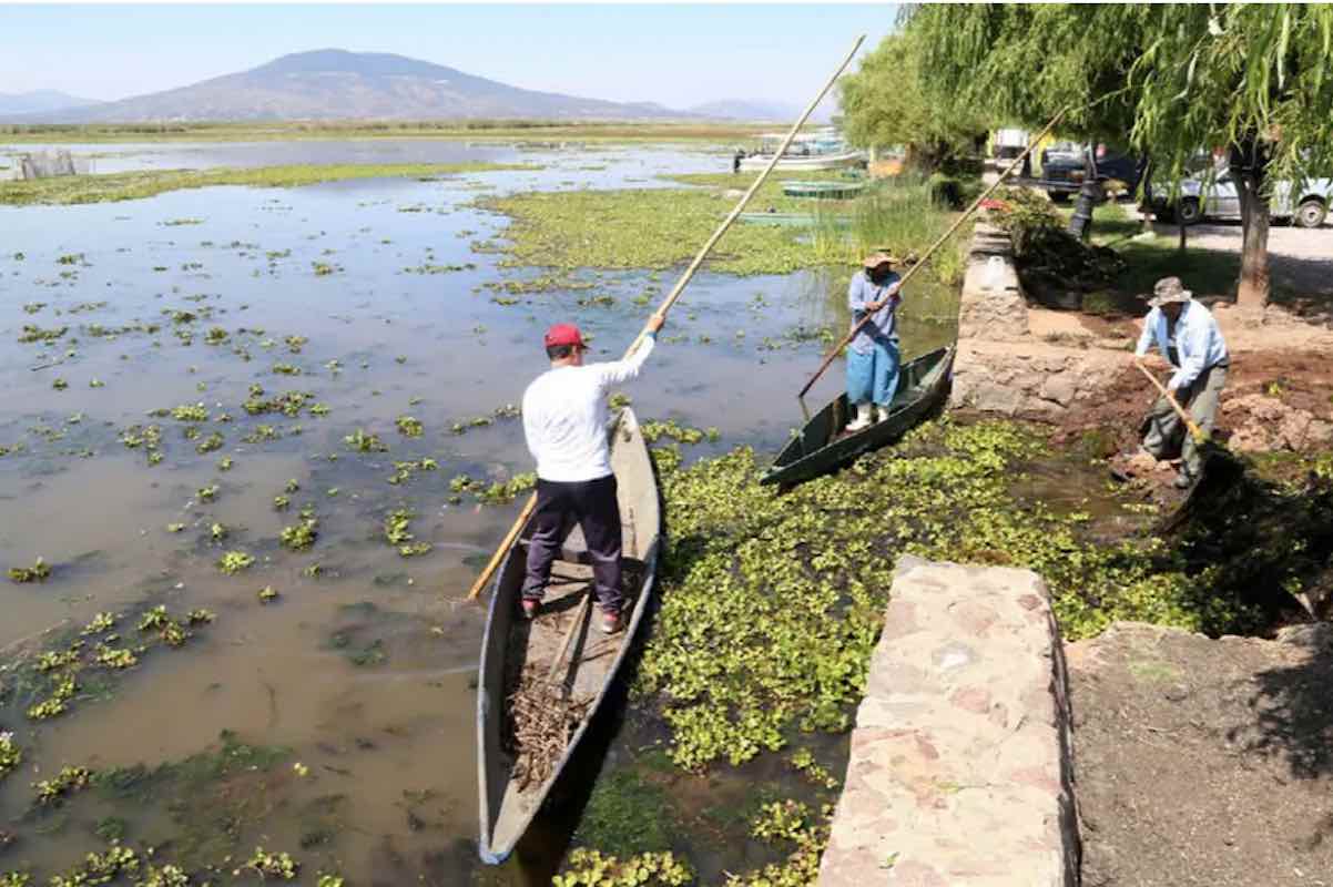 limpieza-maleza-acuatica-laguna-tecocomulco
