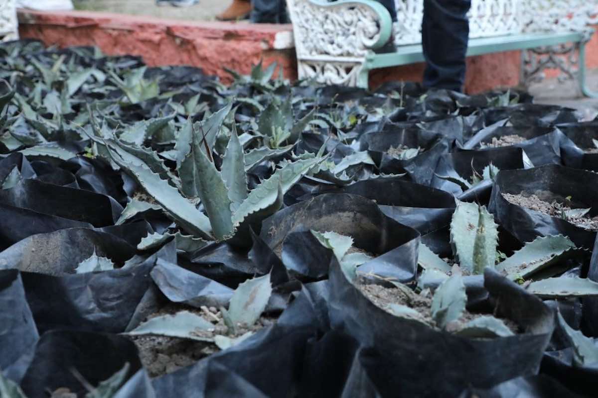 plantas-maguey-combatir-erosion-altiplano-hidalgo