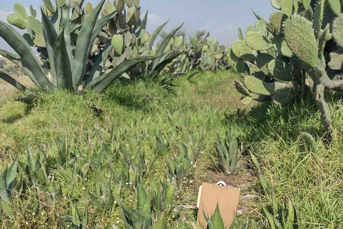 supervisan-plantacion-maguey-recarga-acuifero-apan