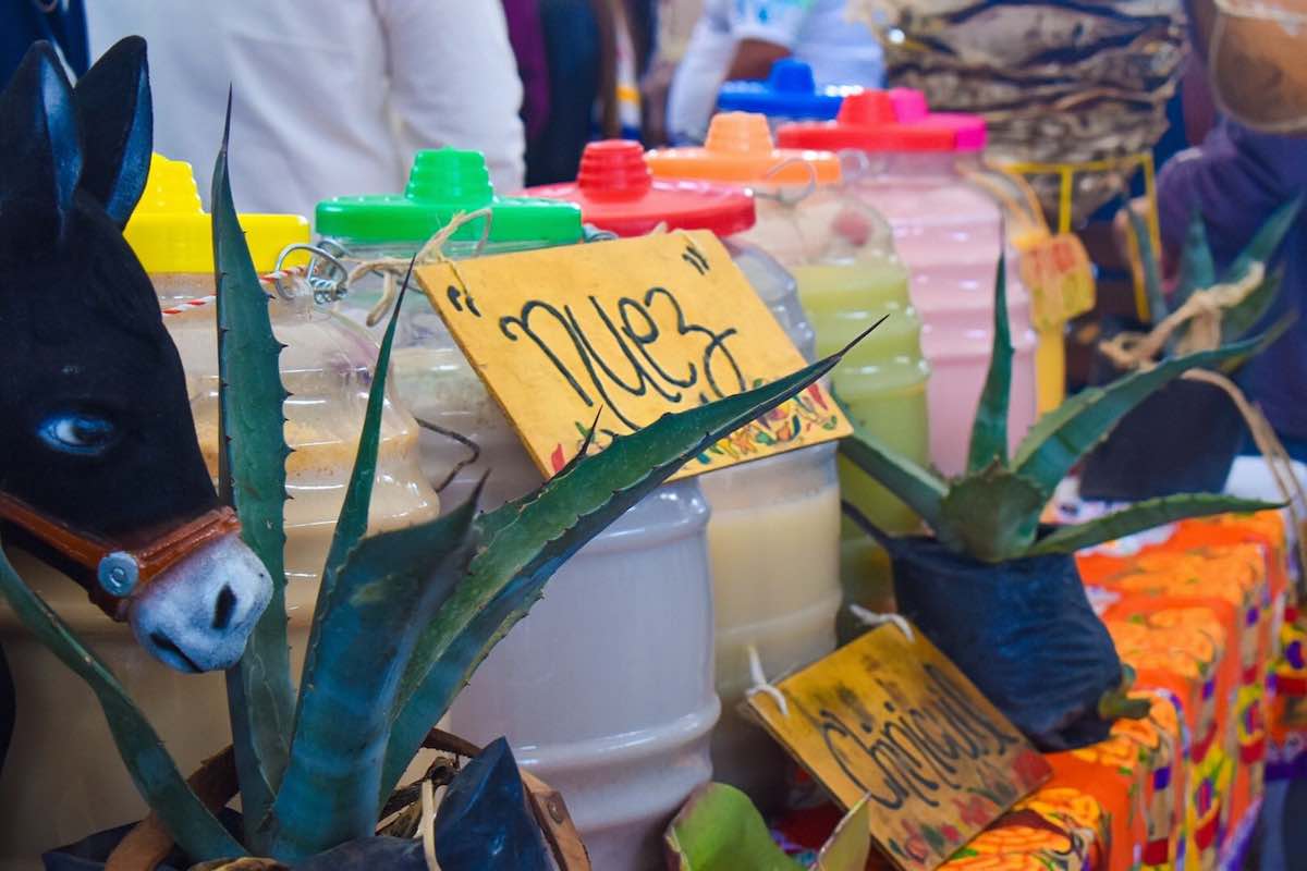 tulense-primer-lugar-concurso-nacional-curados-pulque