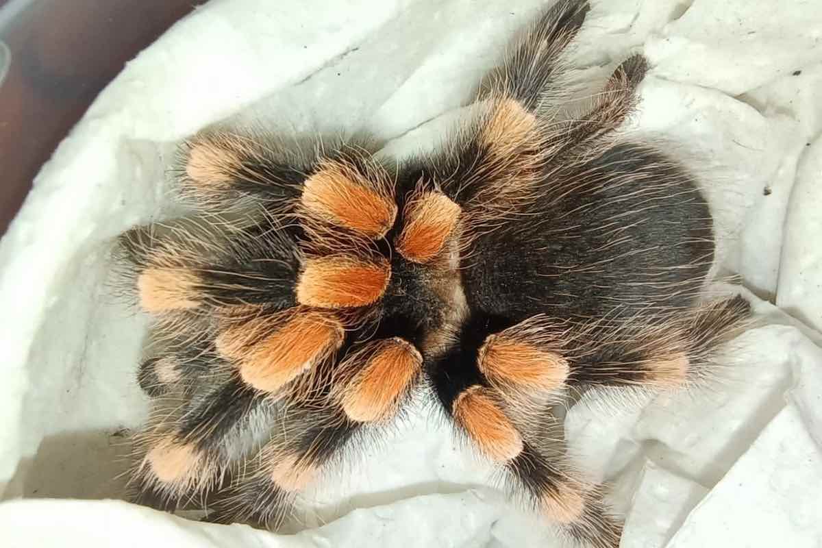 aseguran-tarantulas-traficadas-paqueteria-pachuca