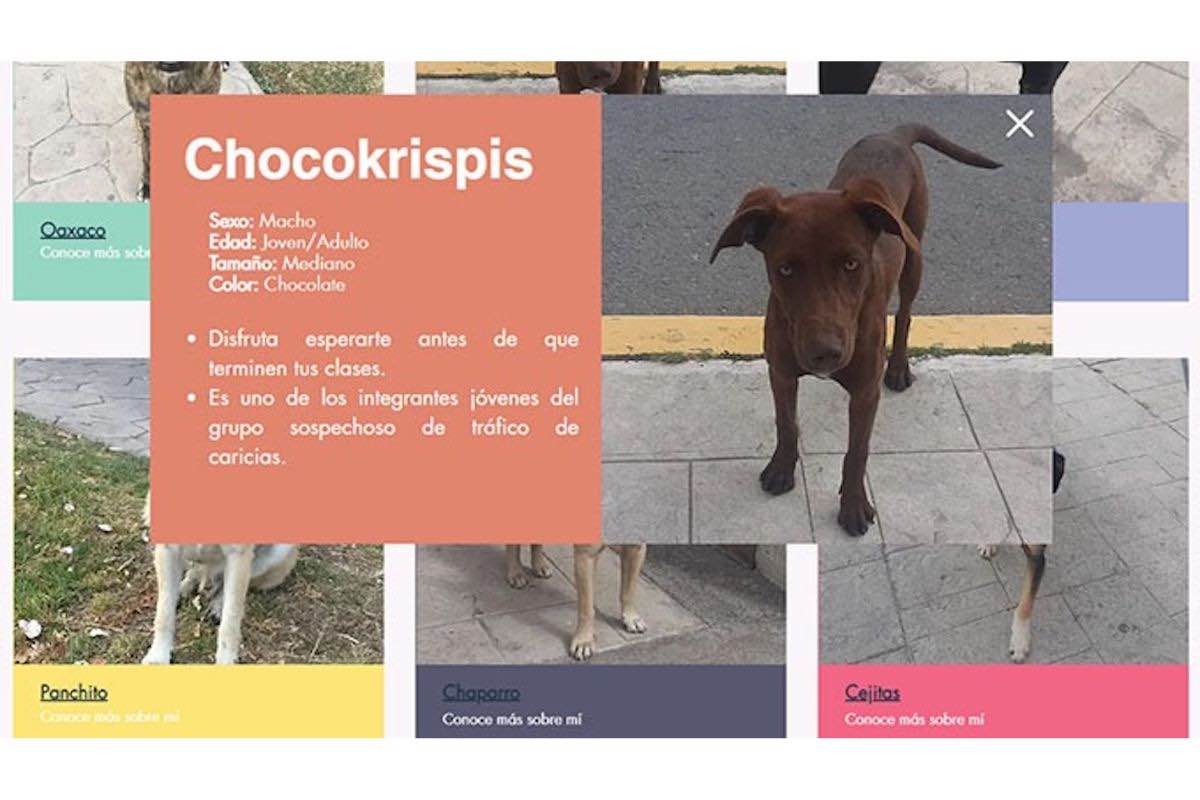 estudiantes-uaeh-proyecto-prevenir-abandono-canino