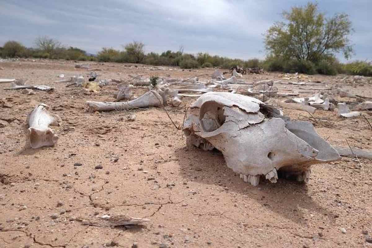sequia-riesgo-incendios-corredor-montaña