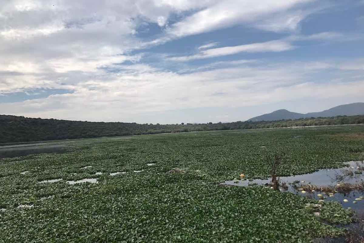 tula-combustible-programa-trituracion-lirio-acuatico-endho