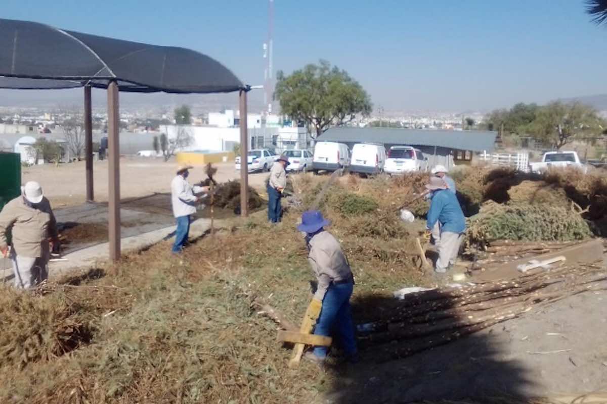 lugares-llevar-arbol-de-navidad-compostaje