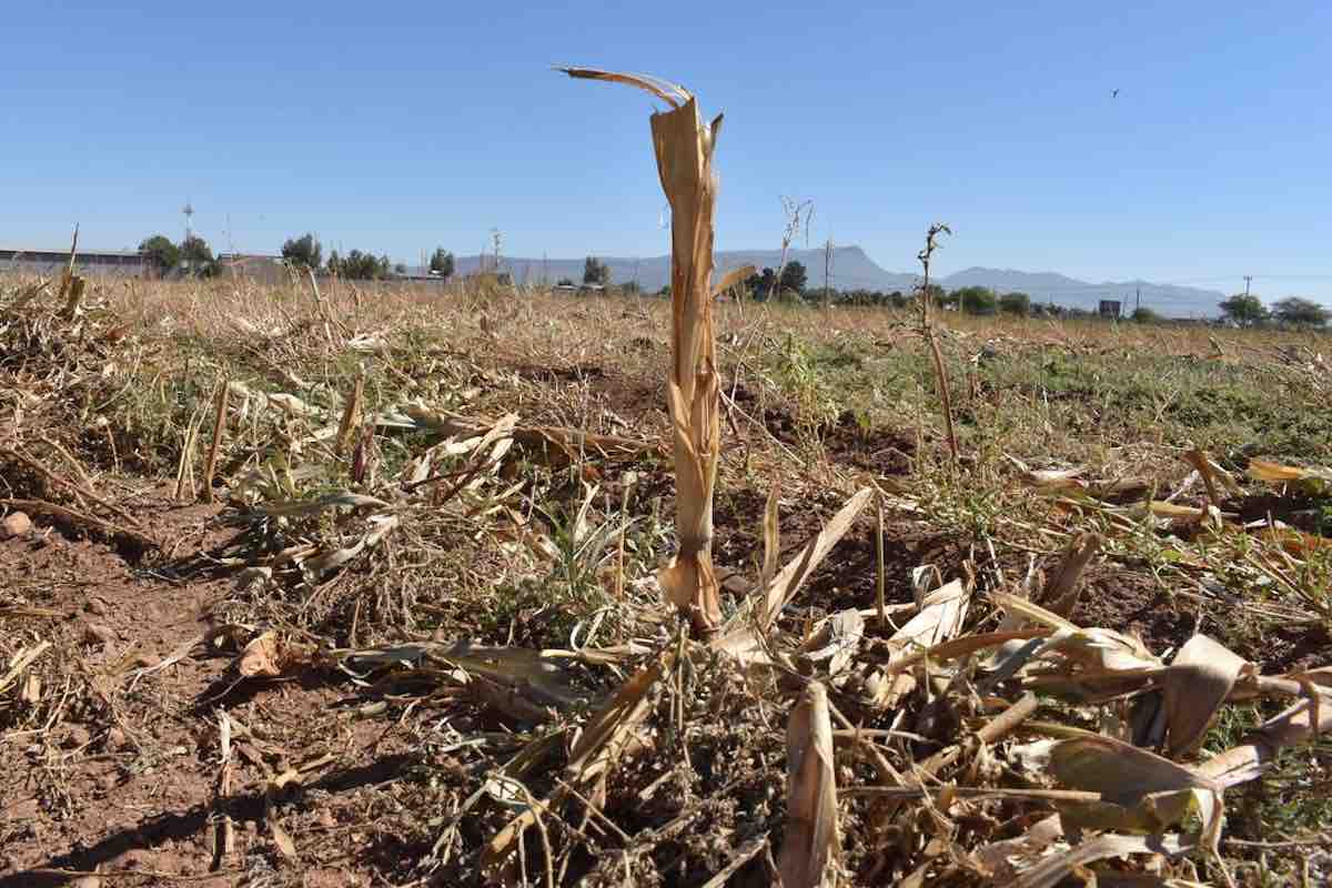 municipios-hidalgo-año-condiciones-sequia