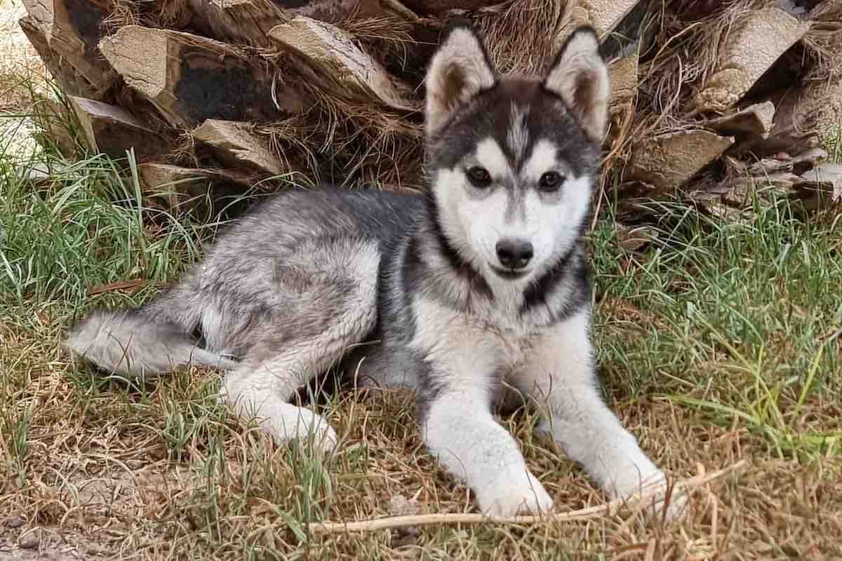 rescatan-lomitos-secuestrados-cuatro-detenidos