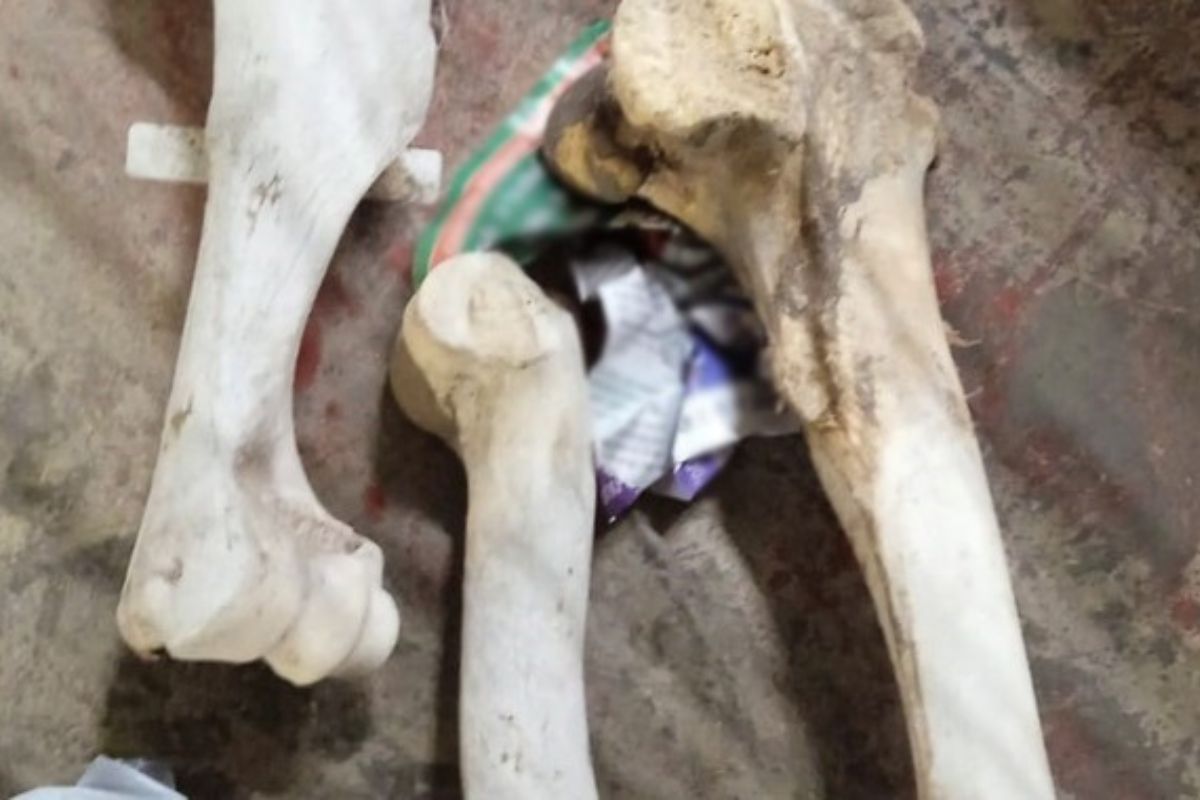 hidalgo-huesos-humanos-paqueteria